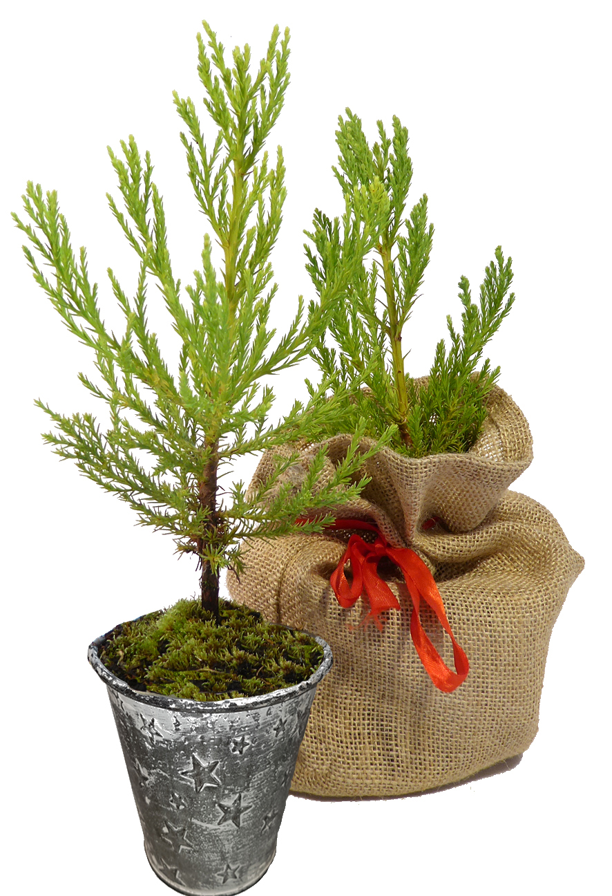 Seedeo® Berg - Mammutbaum (Sequoia. gigantea) Pflanze 2 Jahre Geschenkedition 3  Topf mit Sternen