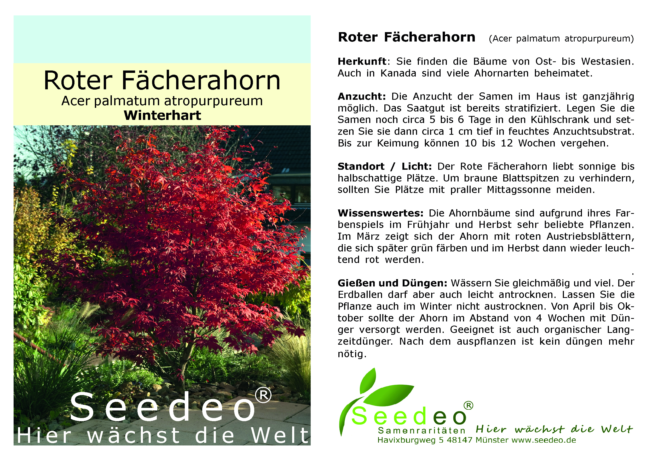 Seedeo® Roter Fächerahorn  (Acer palmatum atropurpureum) ca. 40 cm - 50 cm hoch