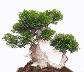 Myrte Bonsai Shop