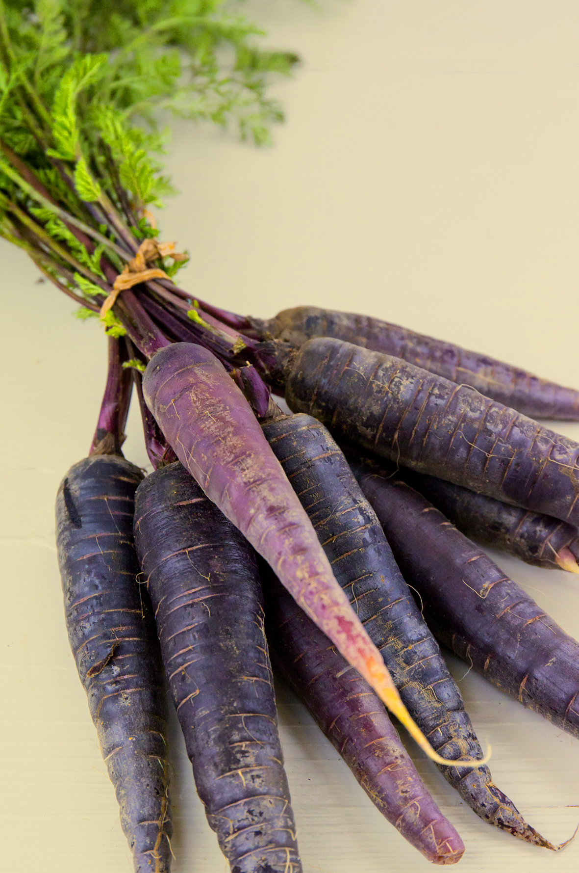 Seedeo® Karotte Lila Lu (Daucus carota) ca.100 Samen BIO