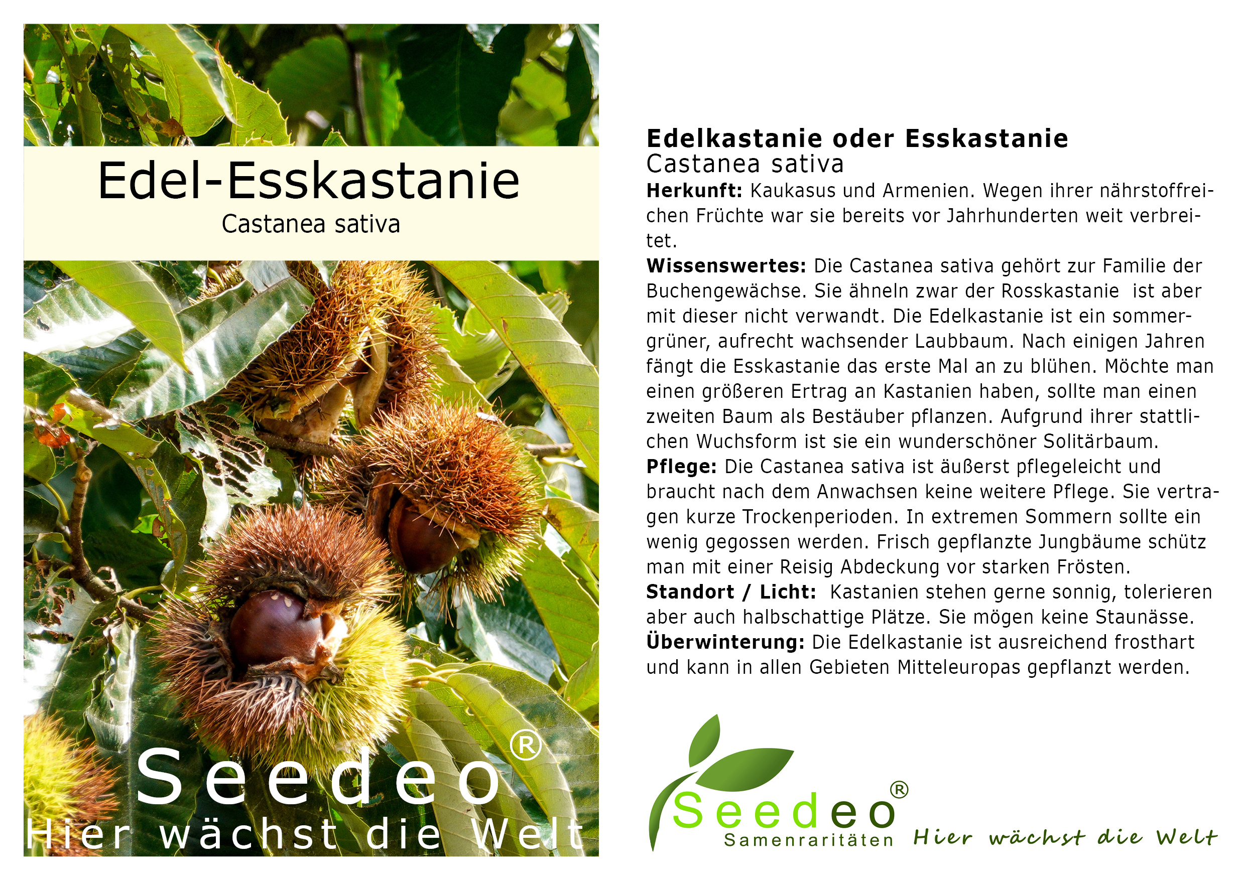 Seedeo® Edelkastanie / Esskastanie (Castanea sativa) Pflanze ca. 30 cm hoch Klimabaum 