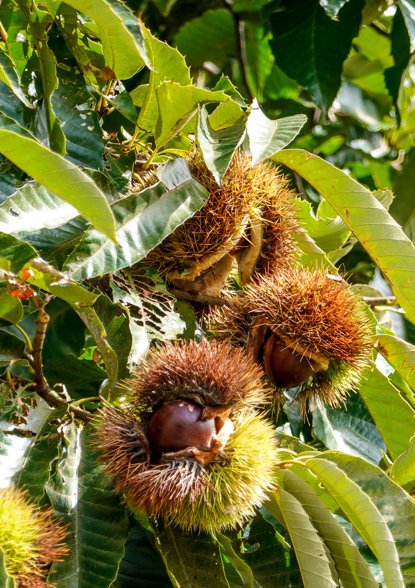 Seedeo® Edelkastanie / Esskastanie (Castanea sativa) Pflanze ca. 30 cm hoch Klimabaum 