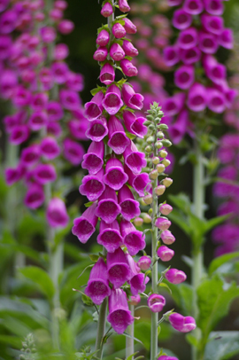 Bild Roter Fingerhut Digitalis purpurea 200 Samen