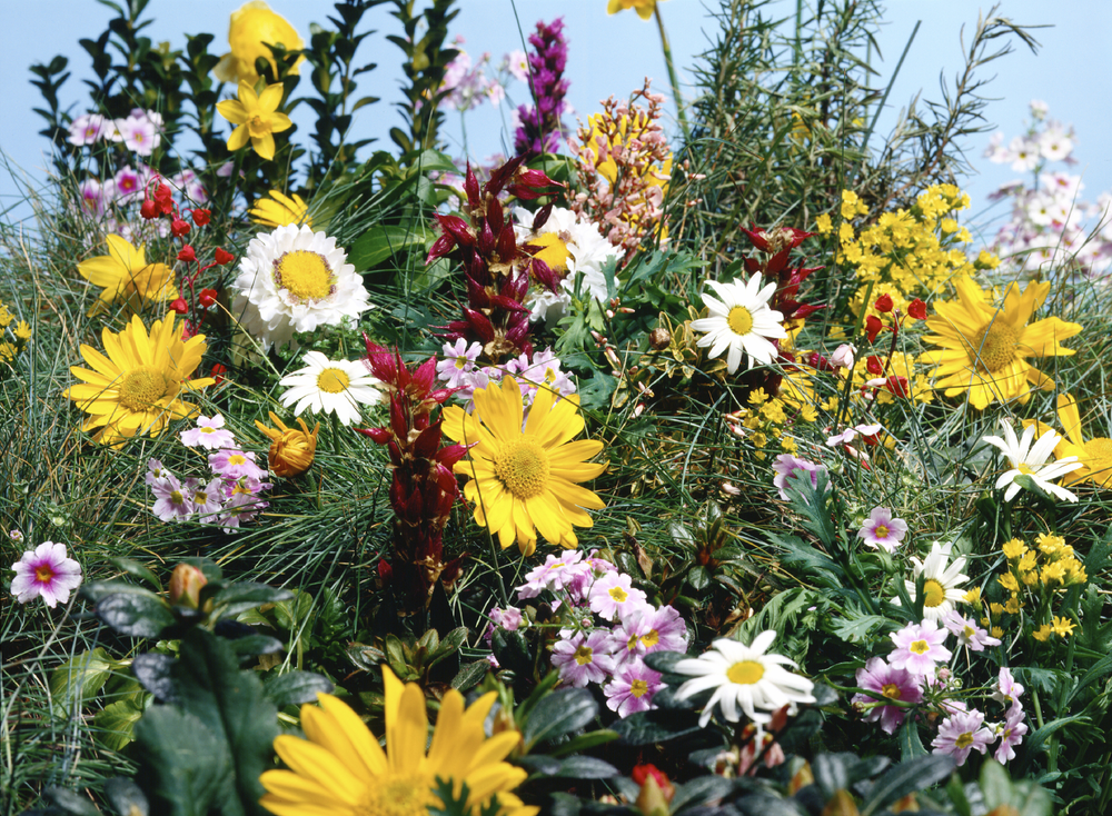 Der Vogel-Garten